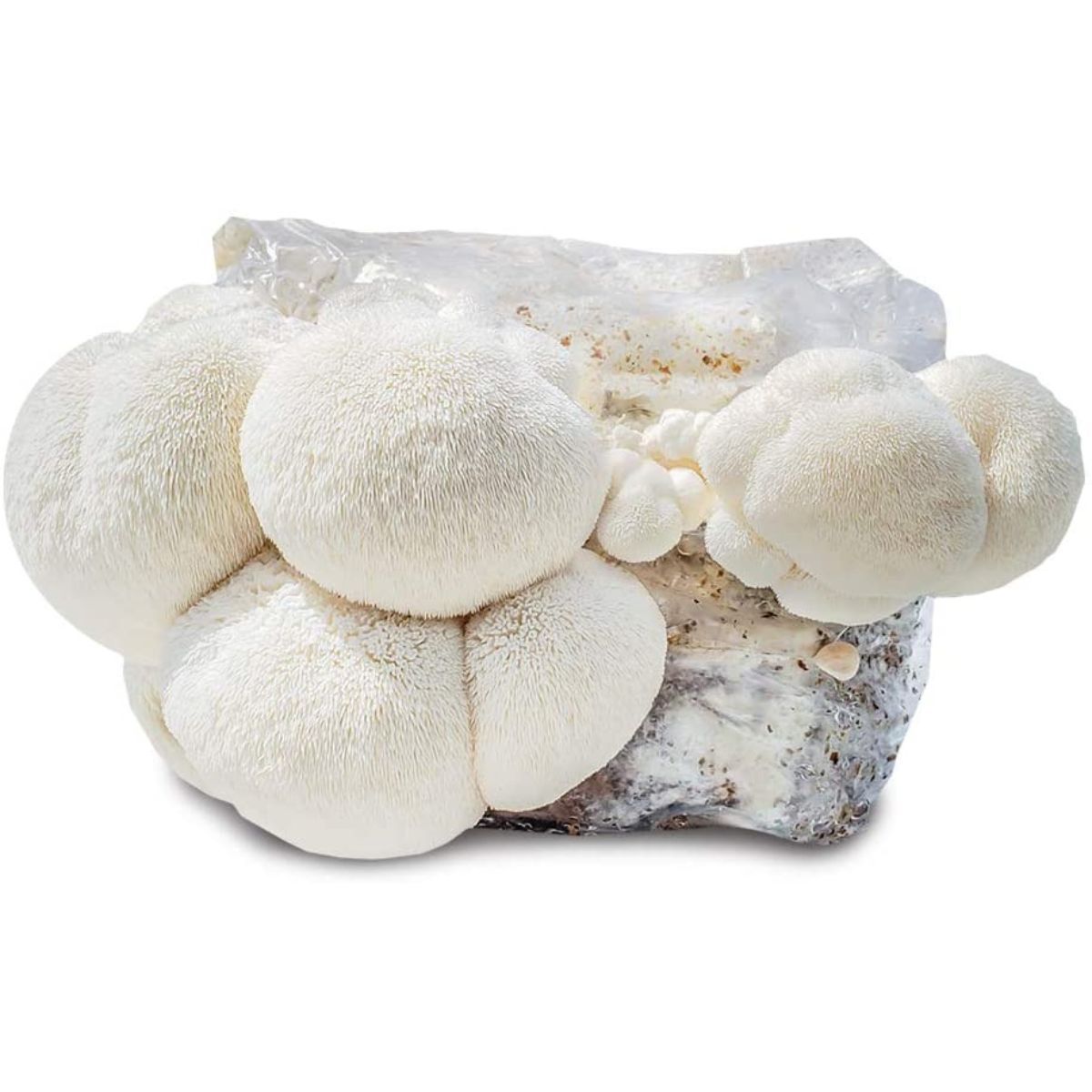 Les meilleurs kits de culture de champignons-6