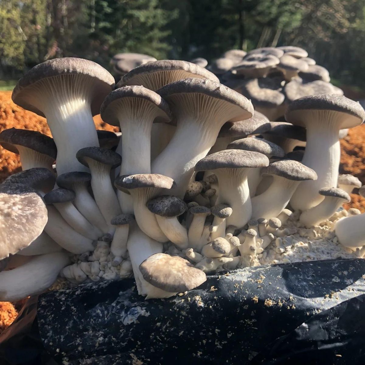 Les meilleurs kits de culture de champignons-2