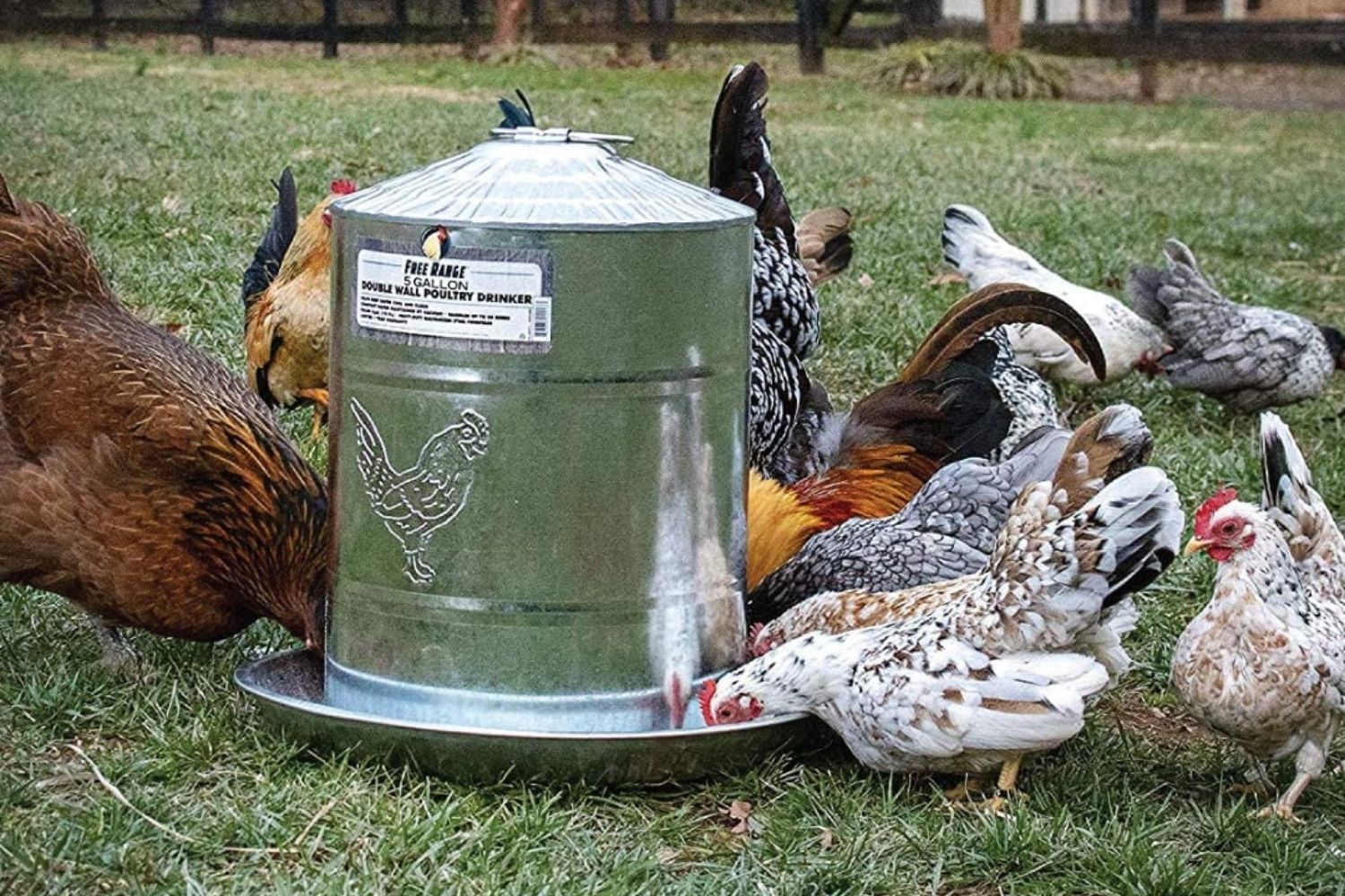 Les meilleurs abreuvoirs pour poulets