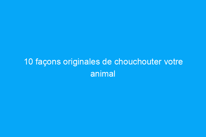 10 façons originales de chouchouter votre animal de compagnie