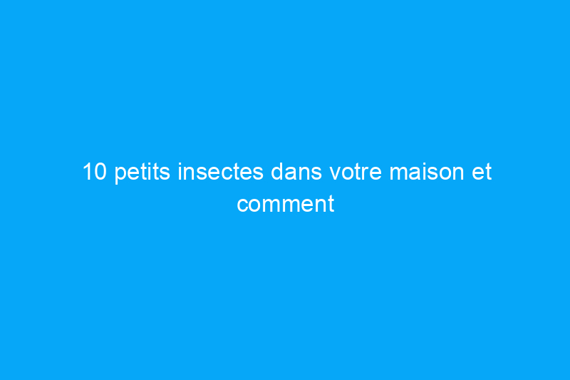 10 petits insectes dans votre maison et comment s'en débarrasser