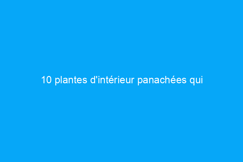 10 plantes d'intérieur panachées qui présentent le plus grand intérêt visuel