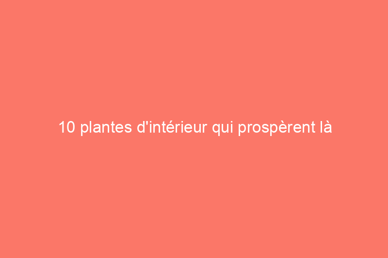 10 plantes d'intérieur qui prospèrent là où d'autres meurent