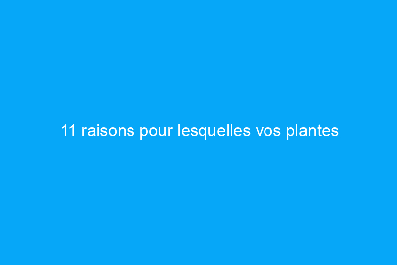 11 raisons pour lesquelles vos plantes d'intérieur meurent