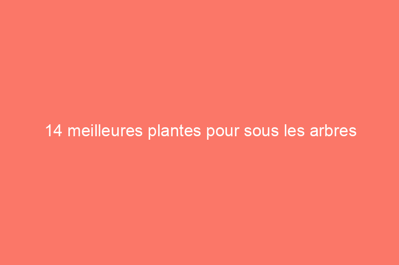 14 meilleures plantes pour sous les arbres