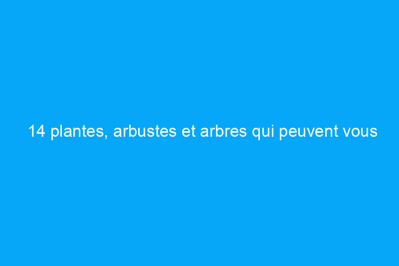 14 plantes, arbustes et arbres qui peuvent vous aider à vendre votre maison