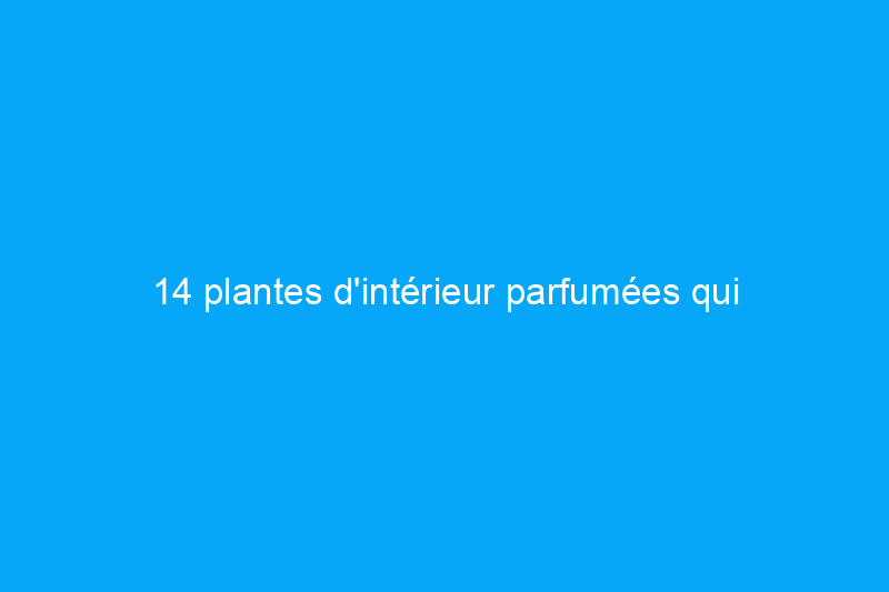 14 plantes d'intérieur parfumées qui donneront à votre maison une odeur incroyable