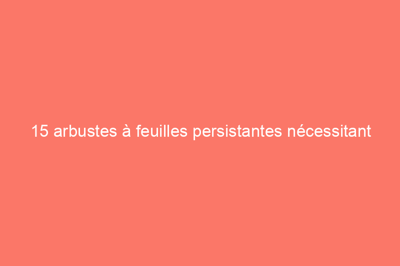 15 arbustes à feuilles persistantes nécessitant peu d'entretien et que vous n'aurez jamais besoin de tailler