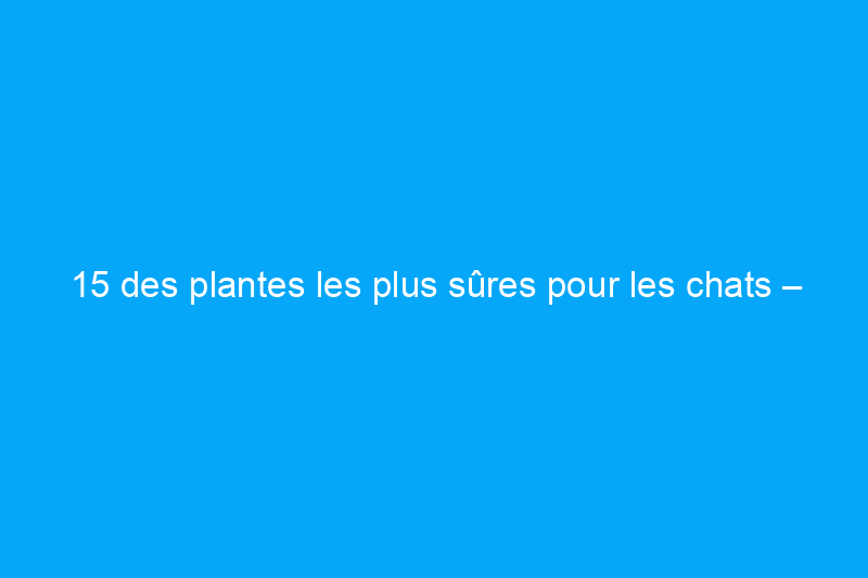 15 des plantes les plus sûres pour les chats – et lesquelles éviter