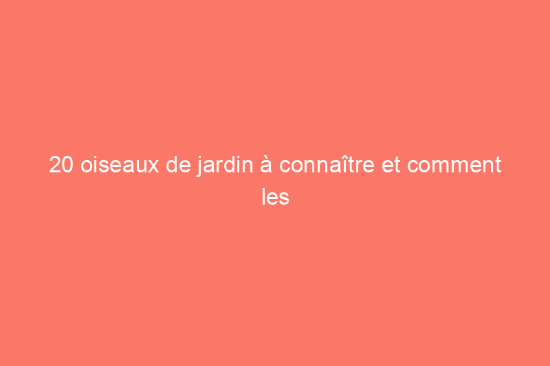 20 oiseaux de jardin à connaître et comment les attirer sur votre propriété