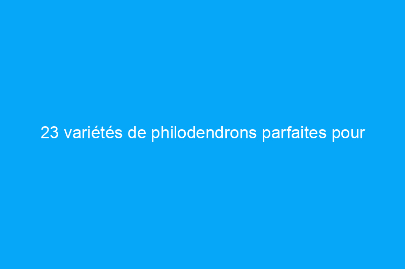 23 variétés de philodendrons parfaites pour compléter votre collection de plantes d'intérieur