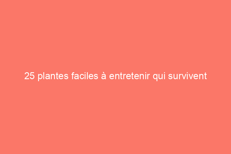 25 plantes faciles à entretenir qui survivent avec ou sans vous