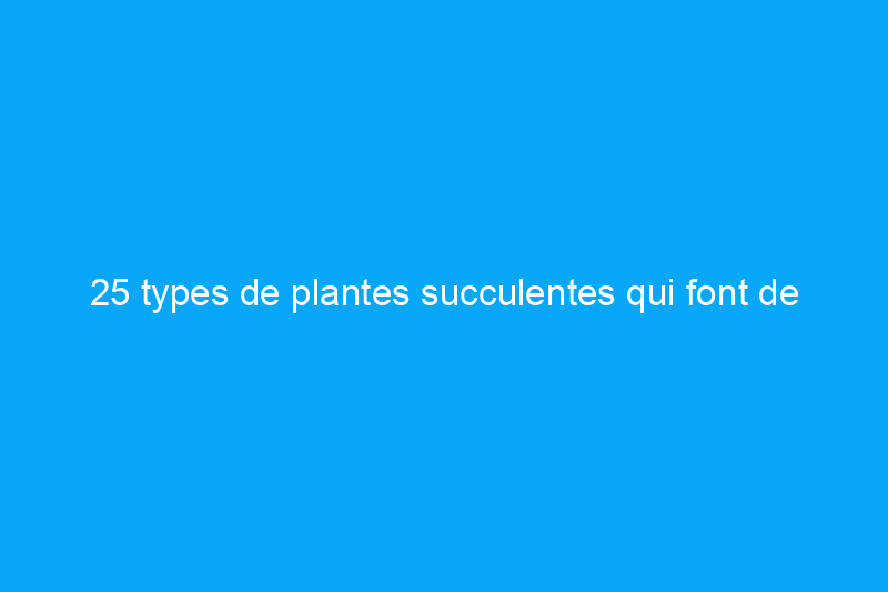 25 types de plantes succulentes qui font de superbes plantes d'intérieur