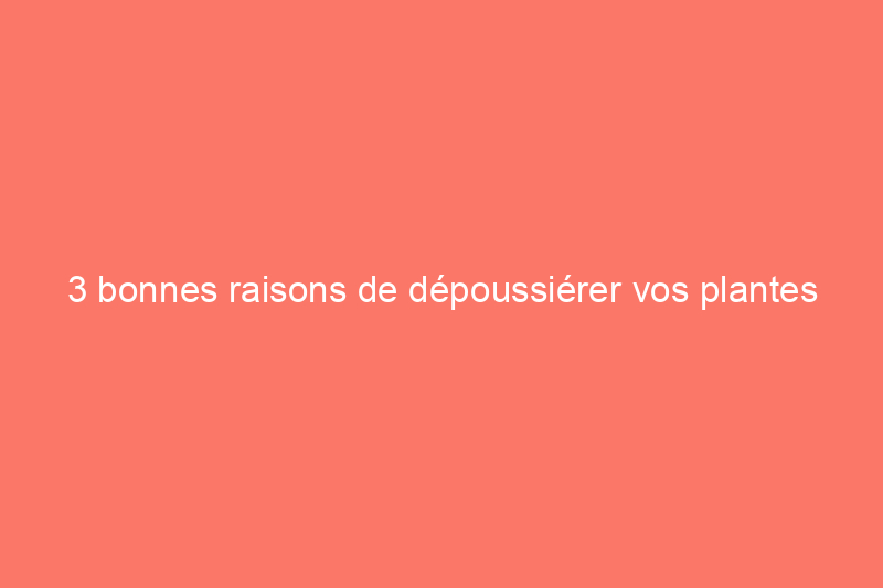 3 bonnes raisons de dépoussiérer vos plantes d’intérieur – et comment le faire