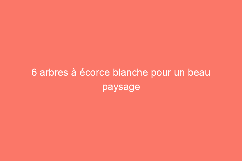 6 arbres à écorce blanche pour un beau paysage toute l'année