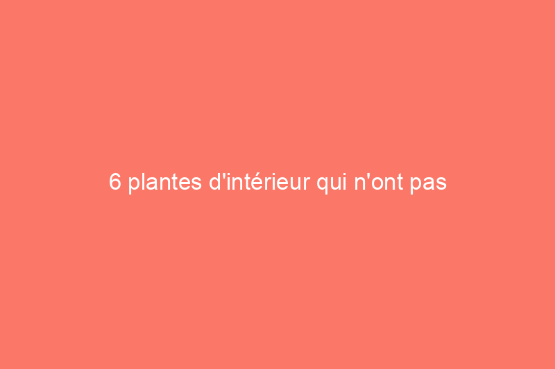 6 plantes d'intérieur qui n'ont pas besoin de drainage