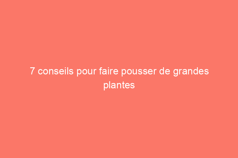 7 conseils pour faire pousser de grandes plantes en intérieur