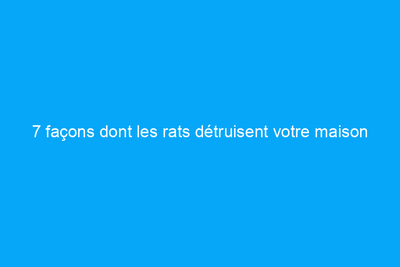 7 façons dont les rats détruisent votre maison et que faire à ce sujet