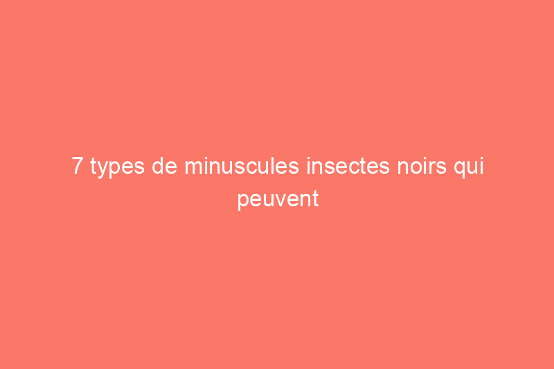 7 types de minuscules insectes noirs qui peuvent être nuisibles autour de vos fenêtres