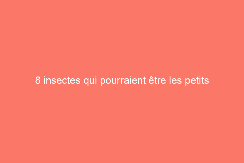 8 insectes qui pourraient être les petits insectes volants noirs de votre maison (qui ne sont pas des mouches à fruits)