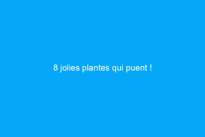 8 jolies plantes qui puent !