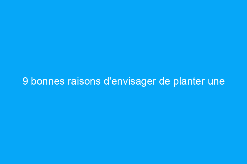 9 bonnes raisons d'envisager de planter une pelouse de trèfle