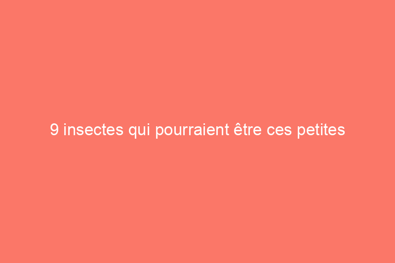 9 insectes qui pourraient être ces petites bestioles noires dans la cuisine – et comment s’en débarrasser