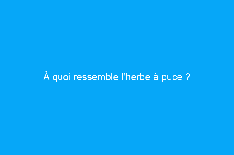 À quoi ressemble l’herbe à puce ?