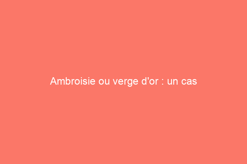 Ambroisie ou verge d'or : un cas d'erreur d'identité