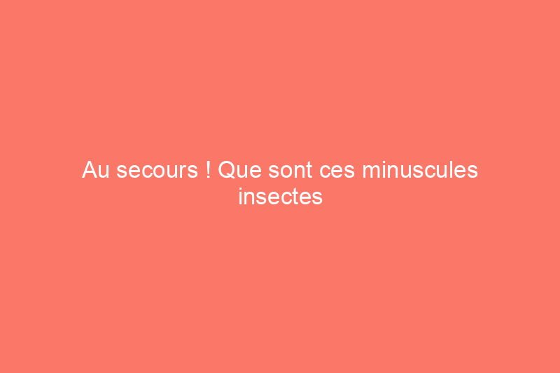 Au secours ! Que sont ces minuscules insectes blancs dans ma maison ?