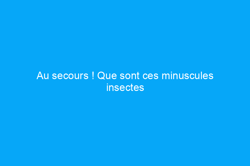 Au secours ! Que sont ces minuscules insectes bruns dans ma maison et que puis-je faire à leur sujet ?