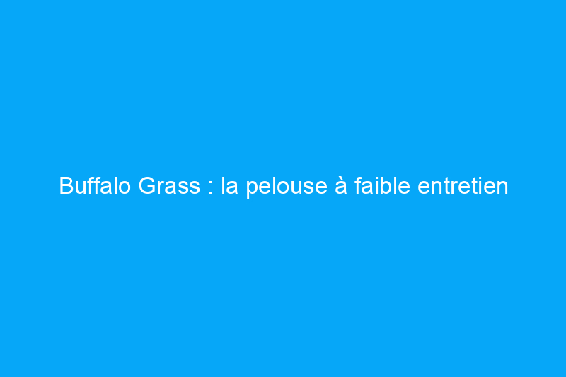 Buffalo Grass : la pelouse à faible entretien par excellence ?