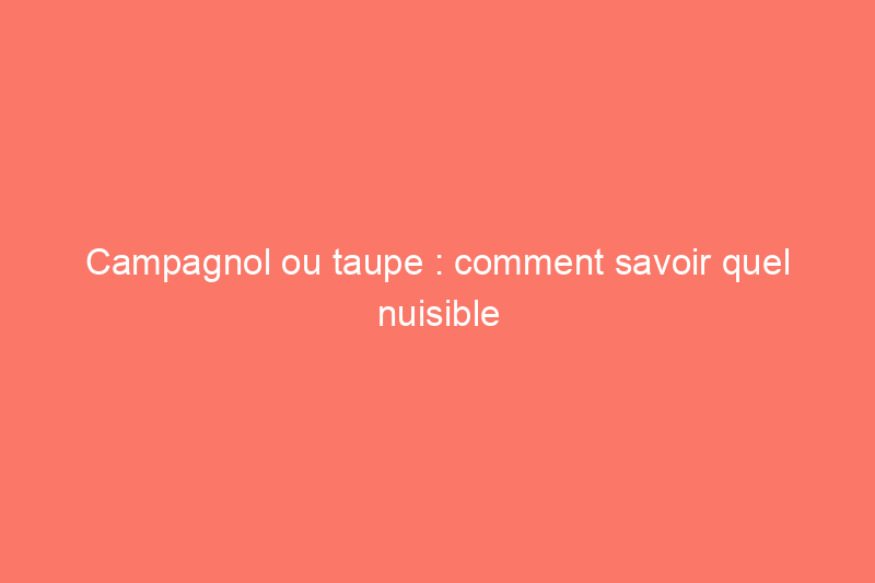 Campagnol ou taupe : comment savoir quel nuisible creuse des tunnels dans votre cour et votre jardin