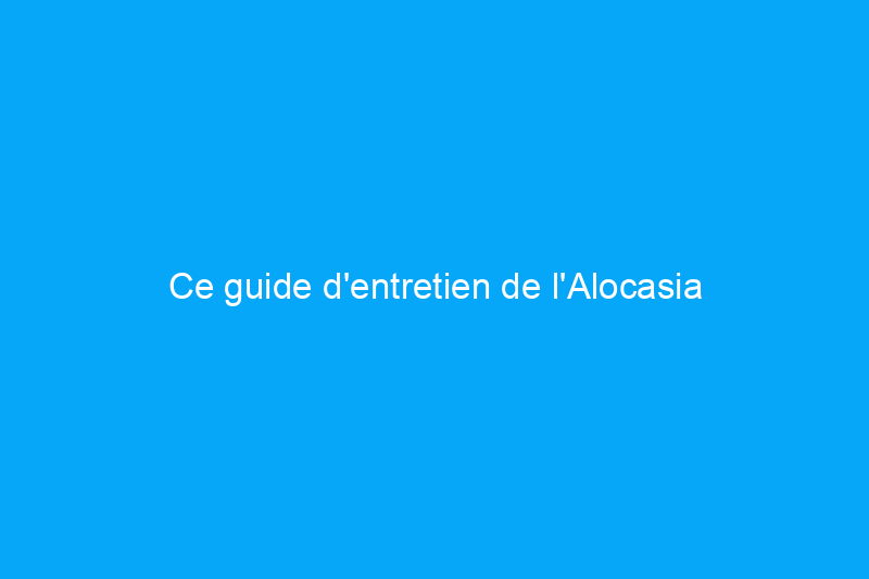 Ce guide d'entretien de l'Alocasia permet de cultiver de superbes plantes d'intérieur à oreilles d'éléphant