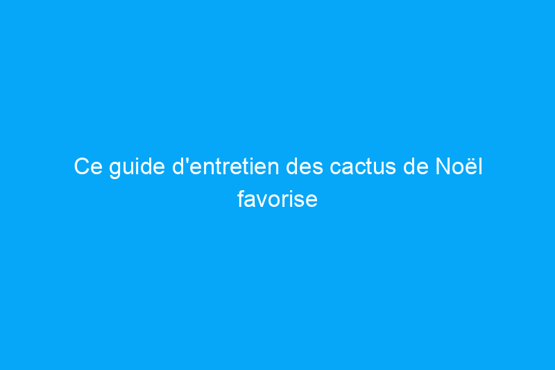 Ce guide d’entretien des cactus de Noël favorise les floraisons festives année après année.