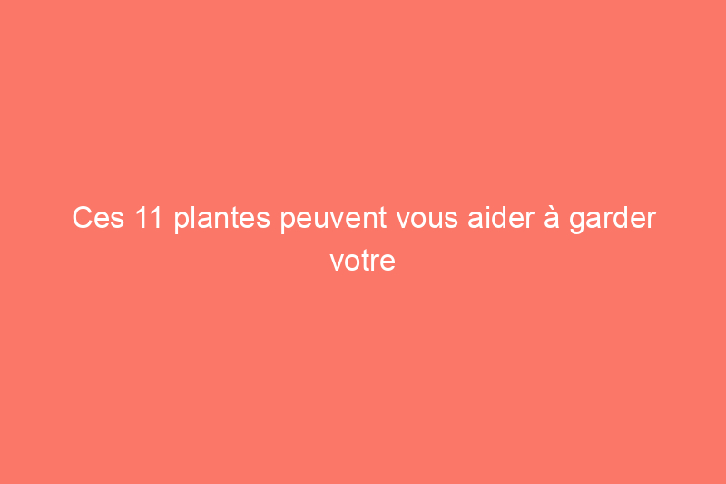 Ces 11 plantes peuvent vous aider à garder votre maison au frais