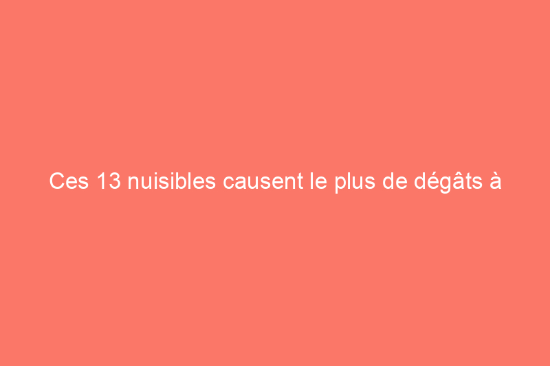 Ces 13 nuisibles causent le plus de dégâts à la maison