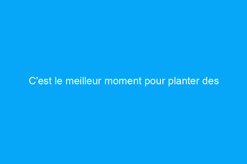 C'est le meilleur moment pour planter des rosiers pour une floraison estivale exceptionnelle