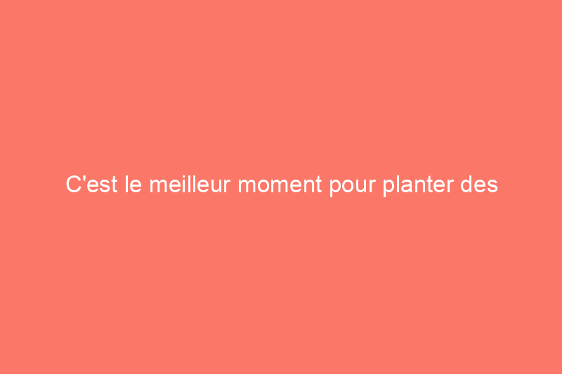 C'est le meilleur moment pour planter des tomates