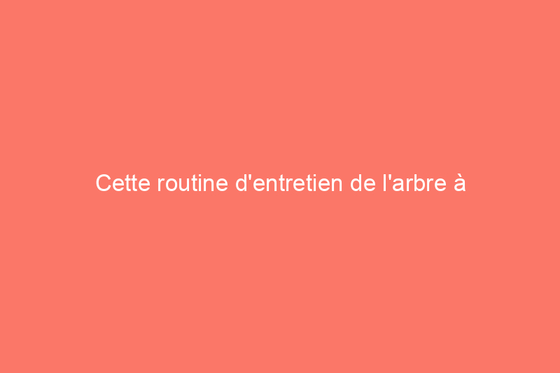 Cette routine d'entretien de l'arbre à argent est idéale pour les nouveaux parents de plantes