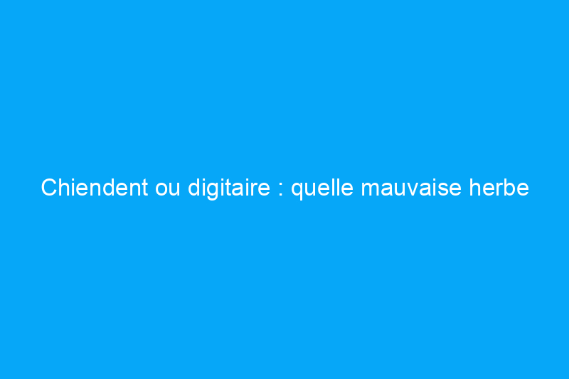 Chiendent ou digitaire : quelle mauvaise herbe envahit votre pelouse ?