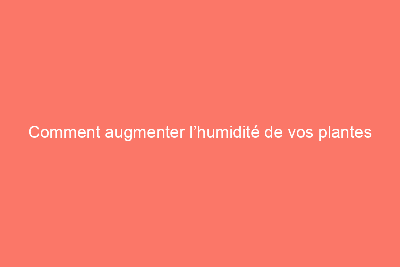 Comment augmenter l’humidité de vos plantes d’intérieur, même pendant les jours les plus secs de l’hiver