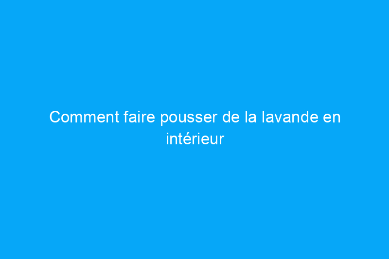 Comment faire pousser de la lavande en intérieur