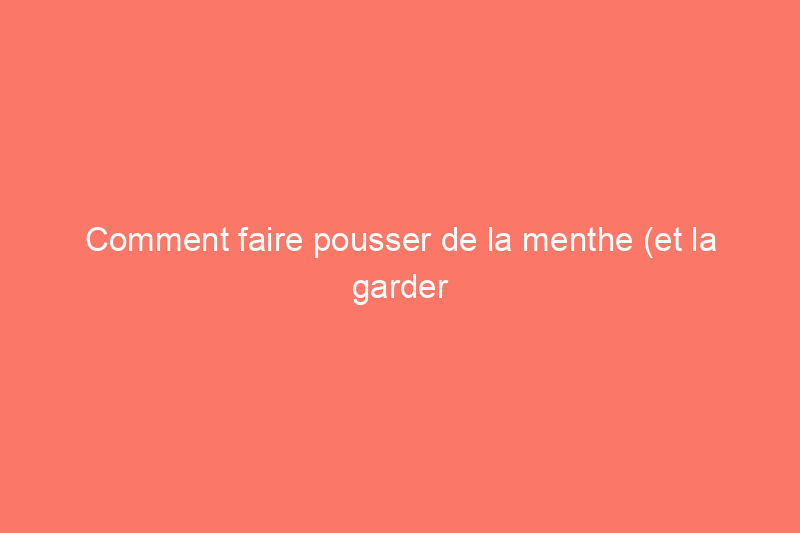 Comment faire pousser de la menthe (et la garder sous contrôle) dans votre jardin