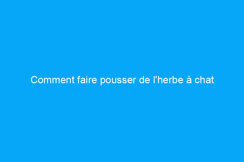 Comment faire pousser de l'herbe à chat pour repousser les nuisibles, parfumer vos aliments et divertir votre animal de compagnie