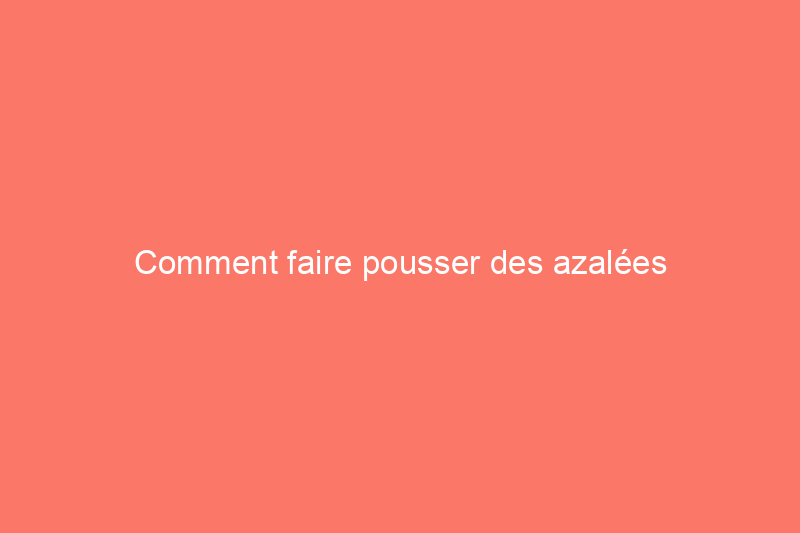 Comment faire pousser des azalées