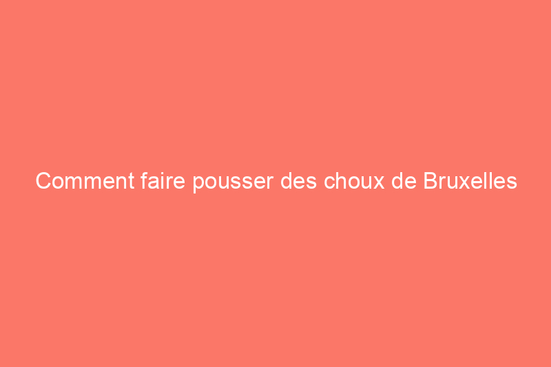 Comment faire pousser des choux de Bruxelles