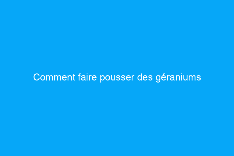 Comment faire pousser des géraniums