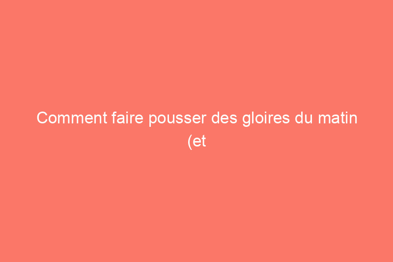 Comment faire pousser des gloires du matin (et les garder sous contrôle)