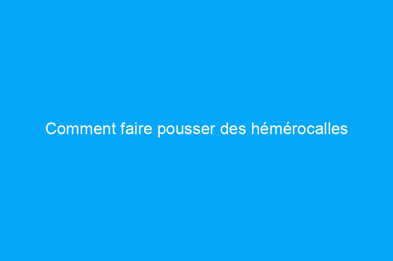 Comment faire pousser des hémérocalles